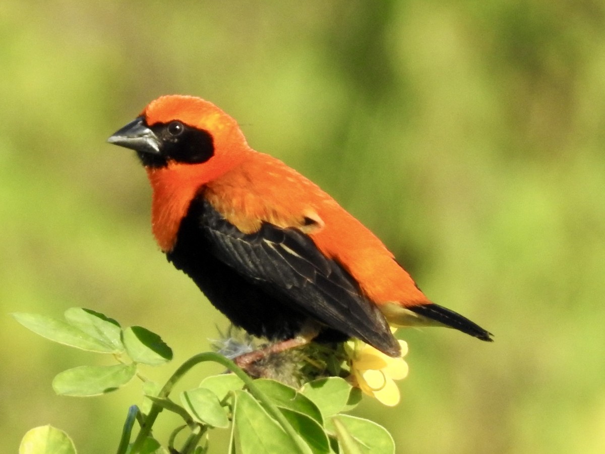 Black-winged Bishop - ML620342007