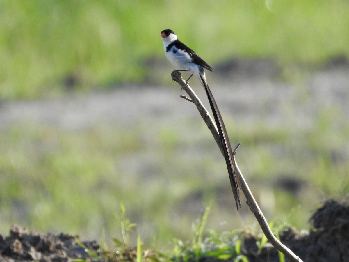 Pin-tailed Whydah - ML620342014