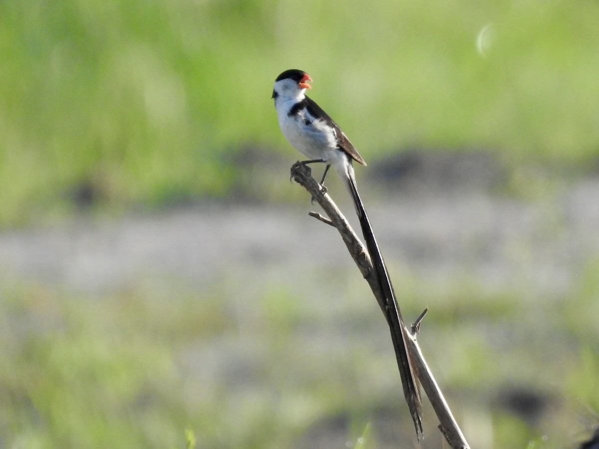 Pin-tailed Whydah - ML620342015