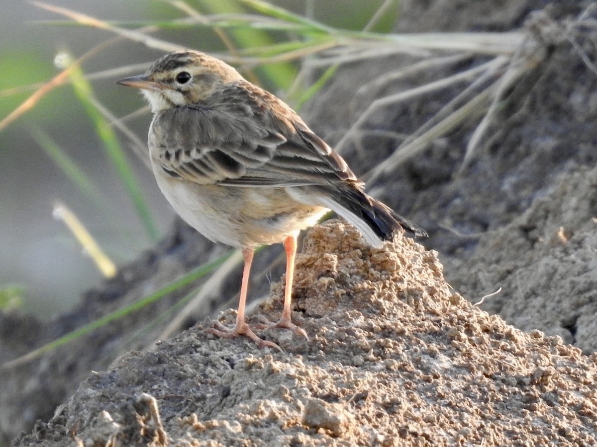 Pipit africain - ML620342017