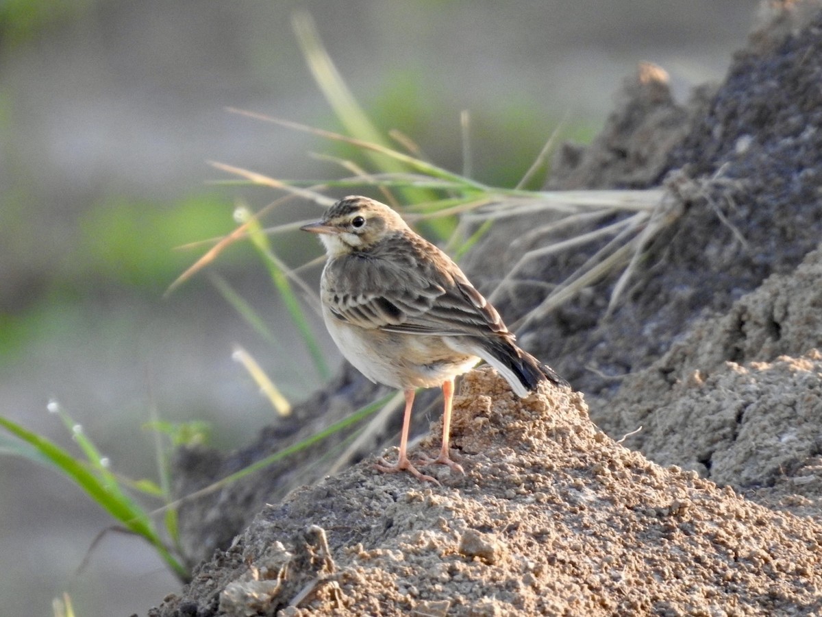 African Pipit - ML620342018