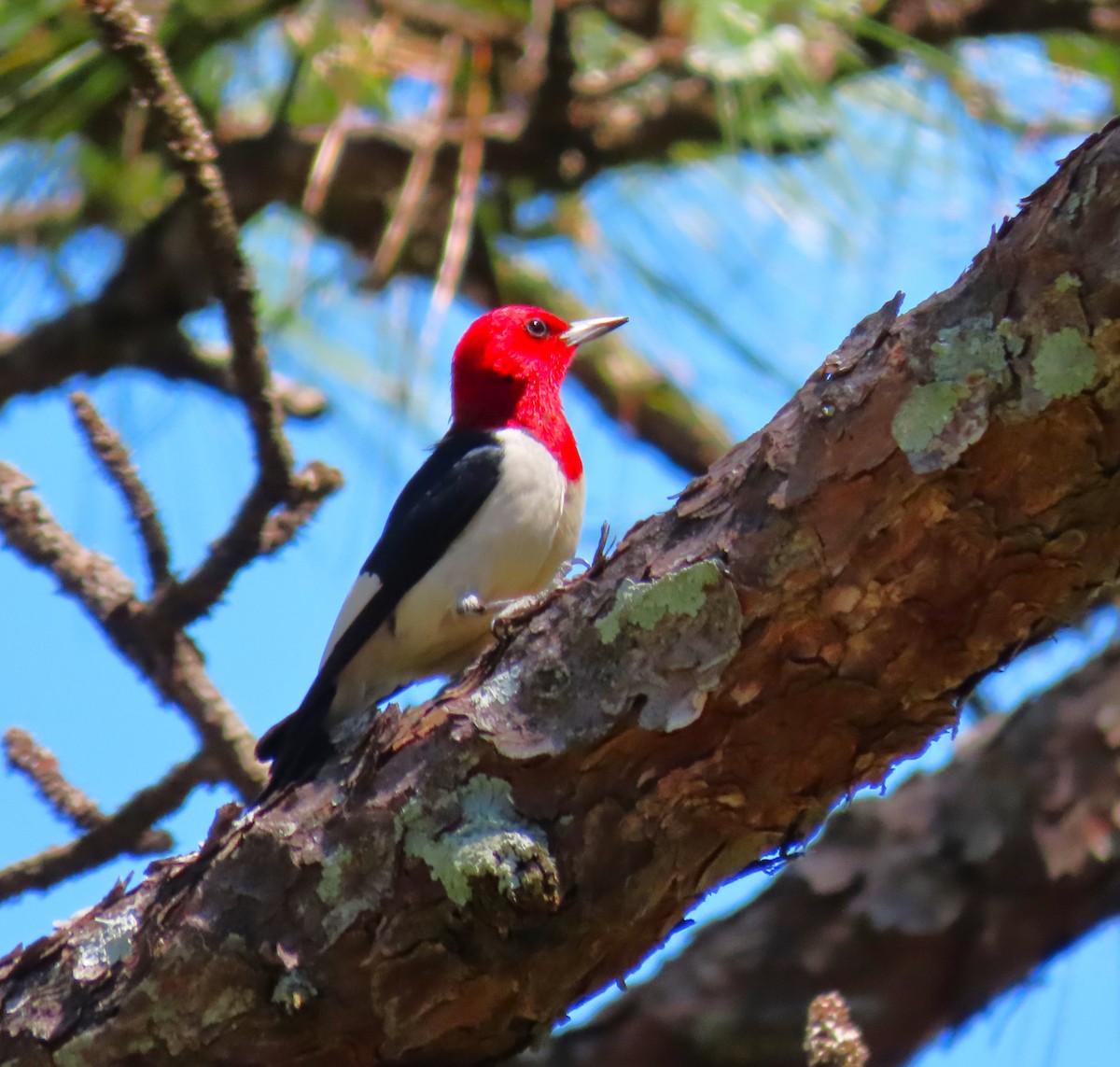 Pic à tête rouge - ML620342029