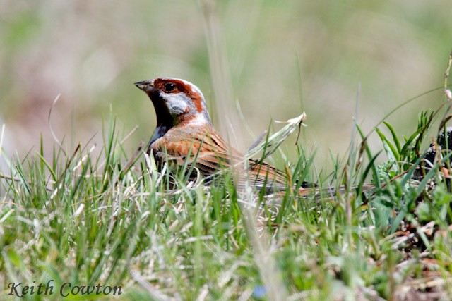 Pine Bunting - ML620342033