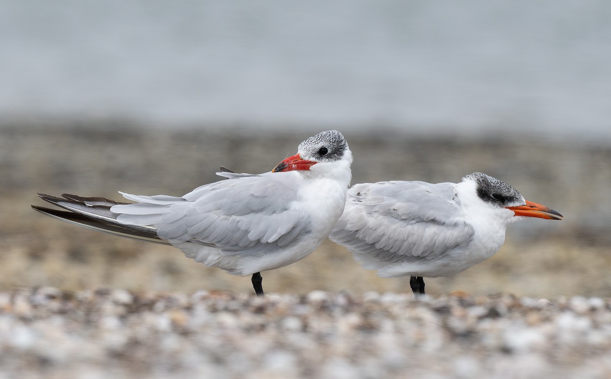 Caspian Tern - ML620342036