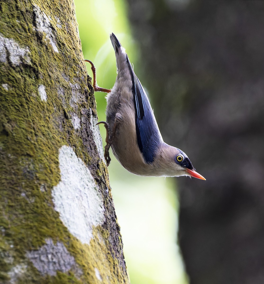 Velvet-fronted Nuthatch - ML620342038