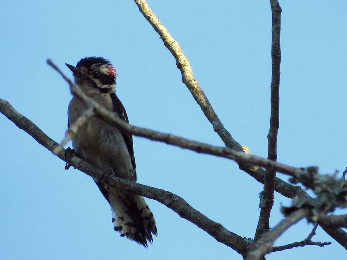 Downy Woodpecker (Eastern) - ML620342042