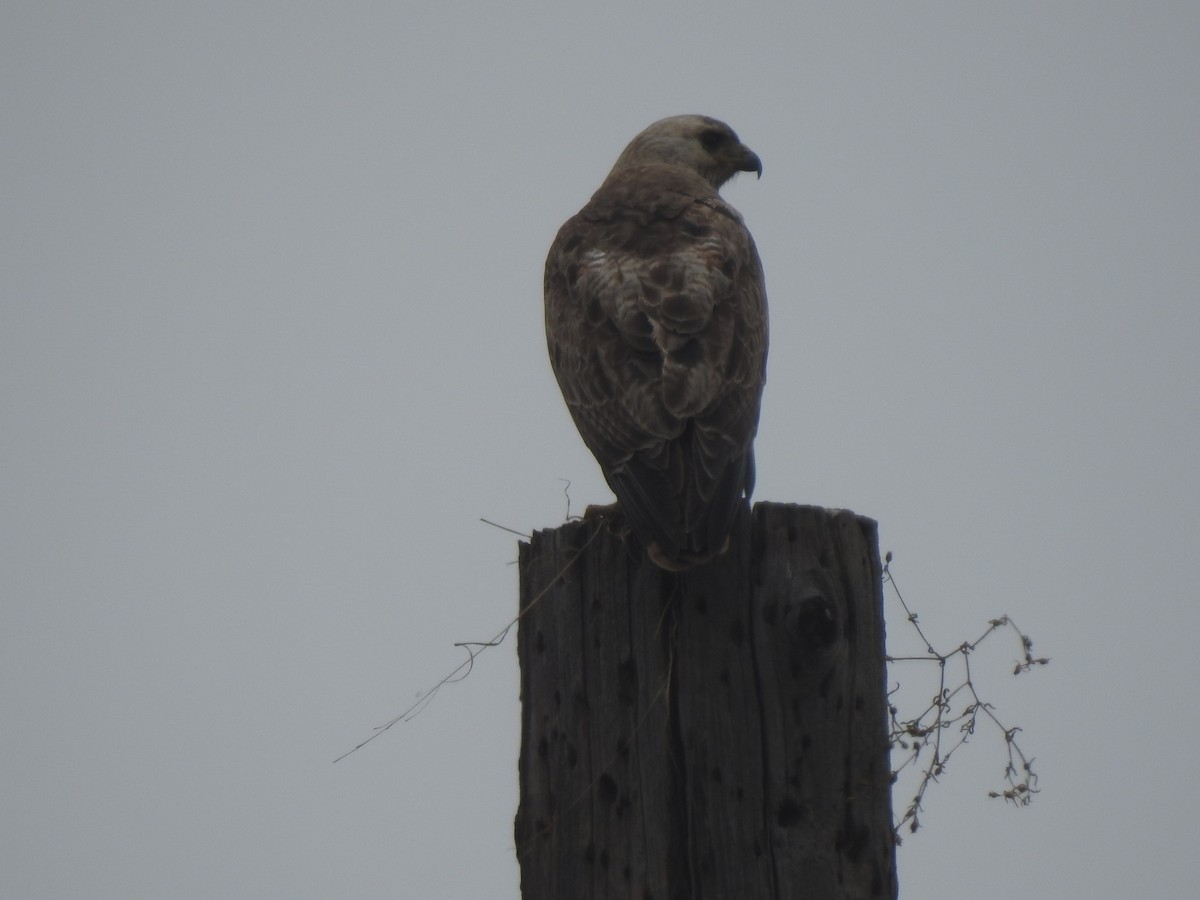 Red-tailed Hawk - ML620342062