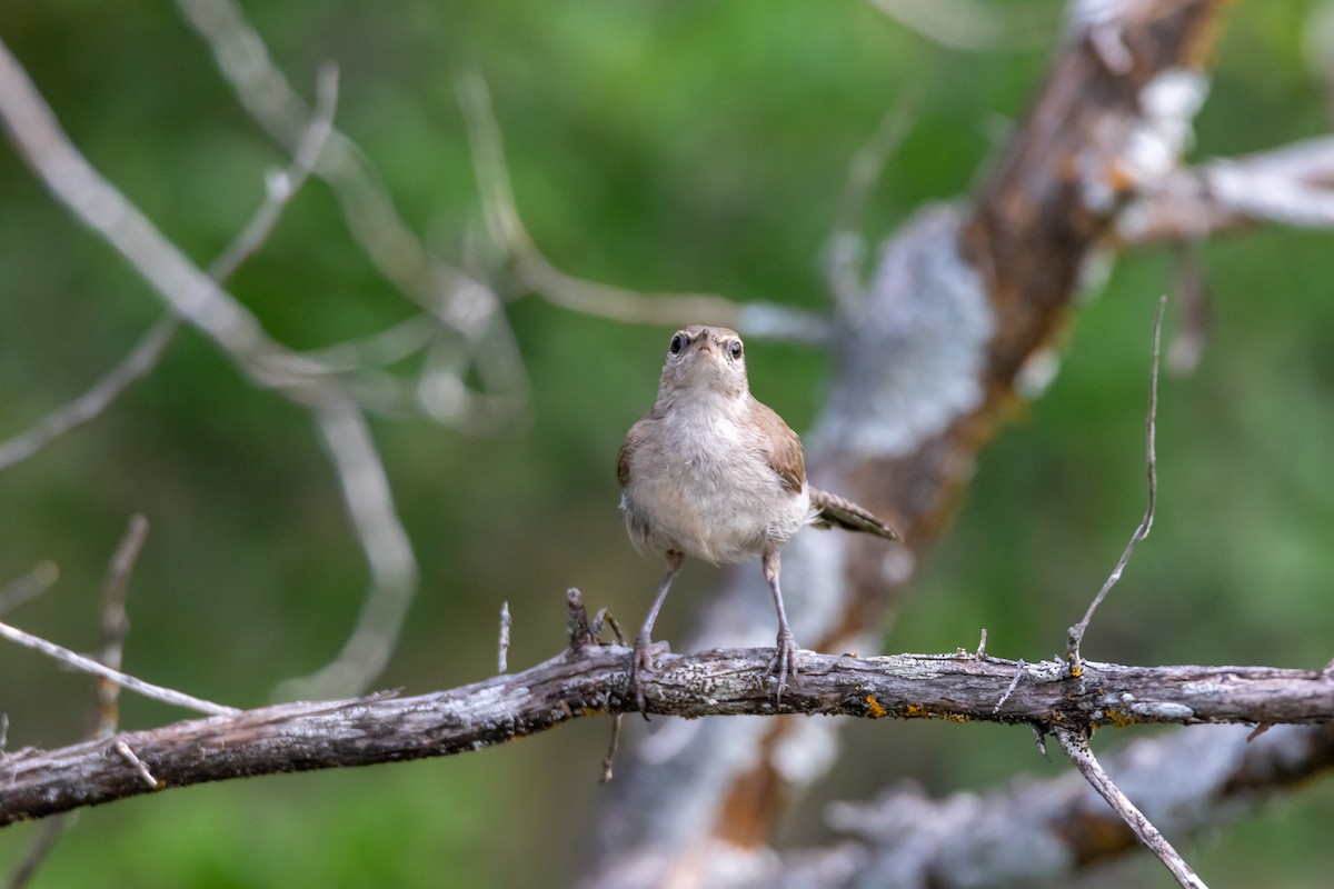 Bewick's Wren - ML620342065