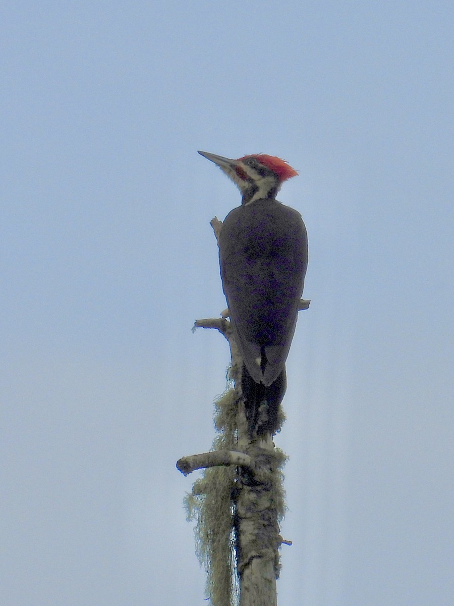 Pileated Woodpecker - ML620342068
