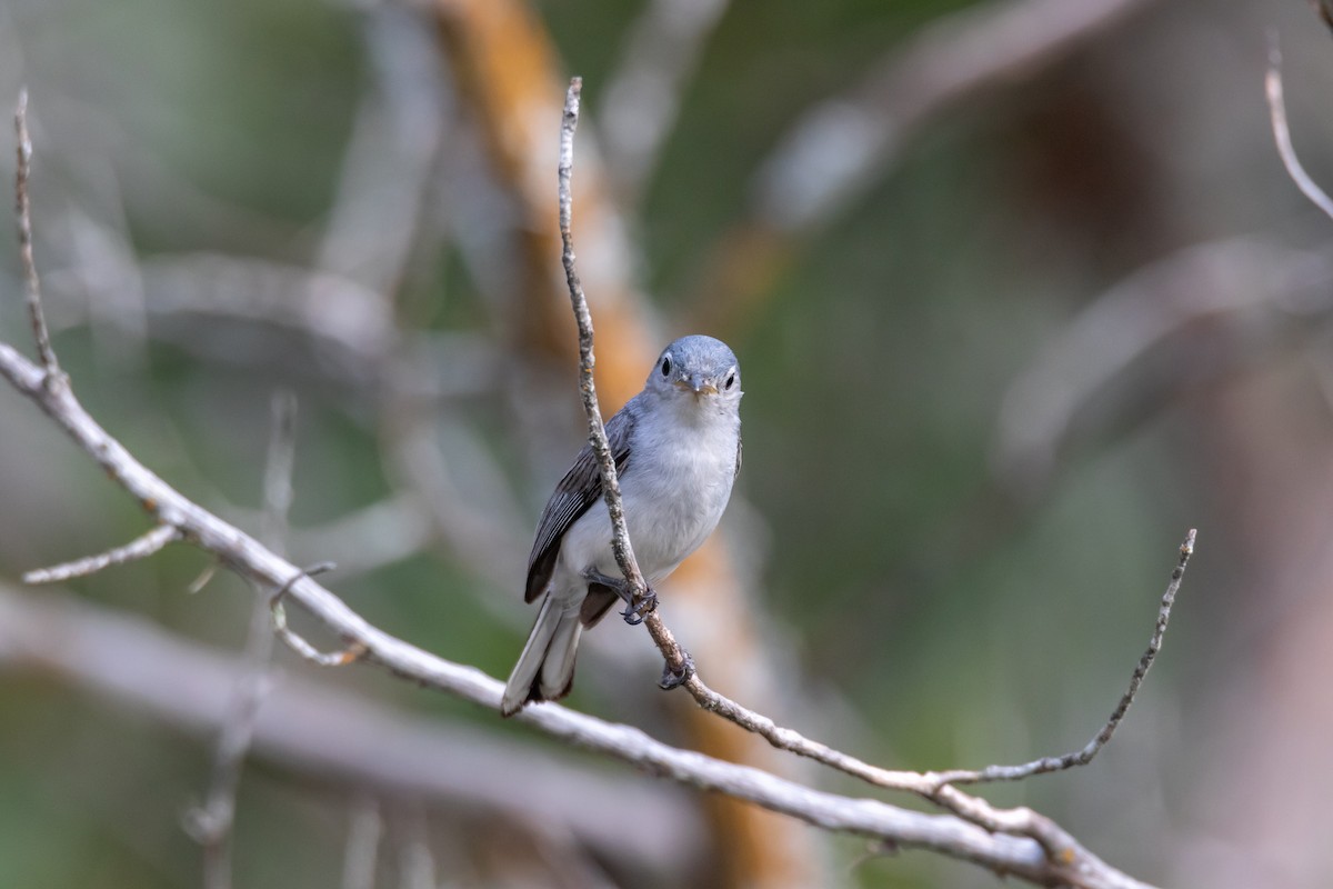 Blue-gray Gnatcatcher - ML620342069