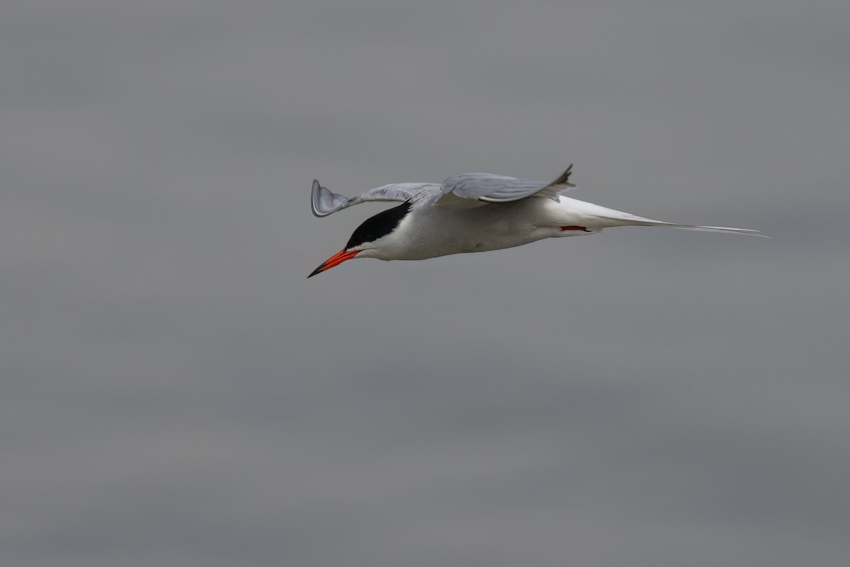 Common Tern - ML620342075