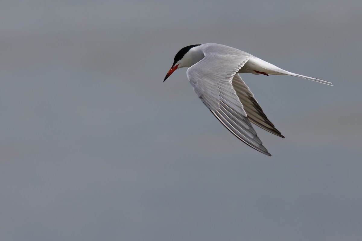 Common Tern - ML620342077