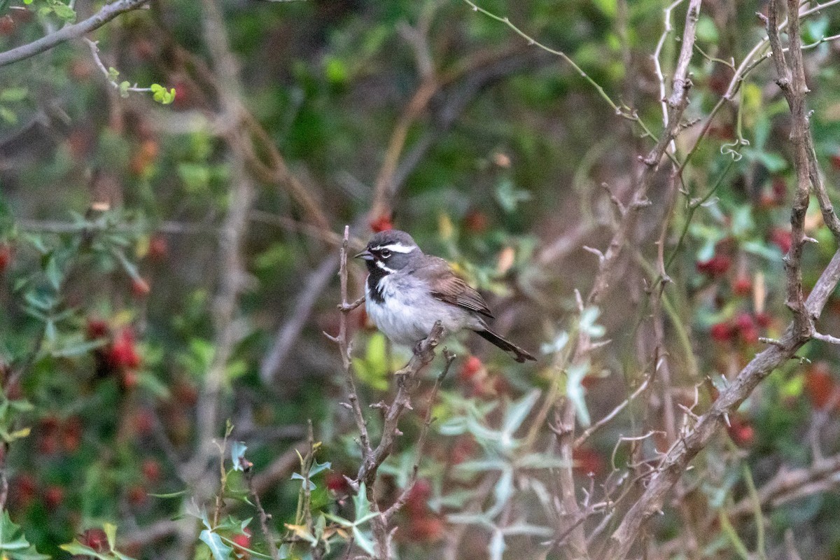 Black-throated Sparrow - ML620342079
