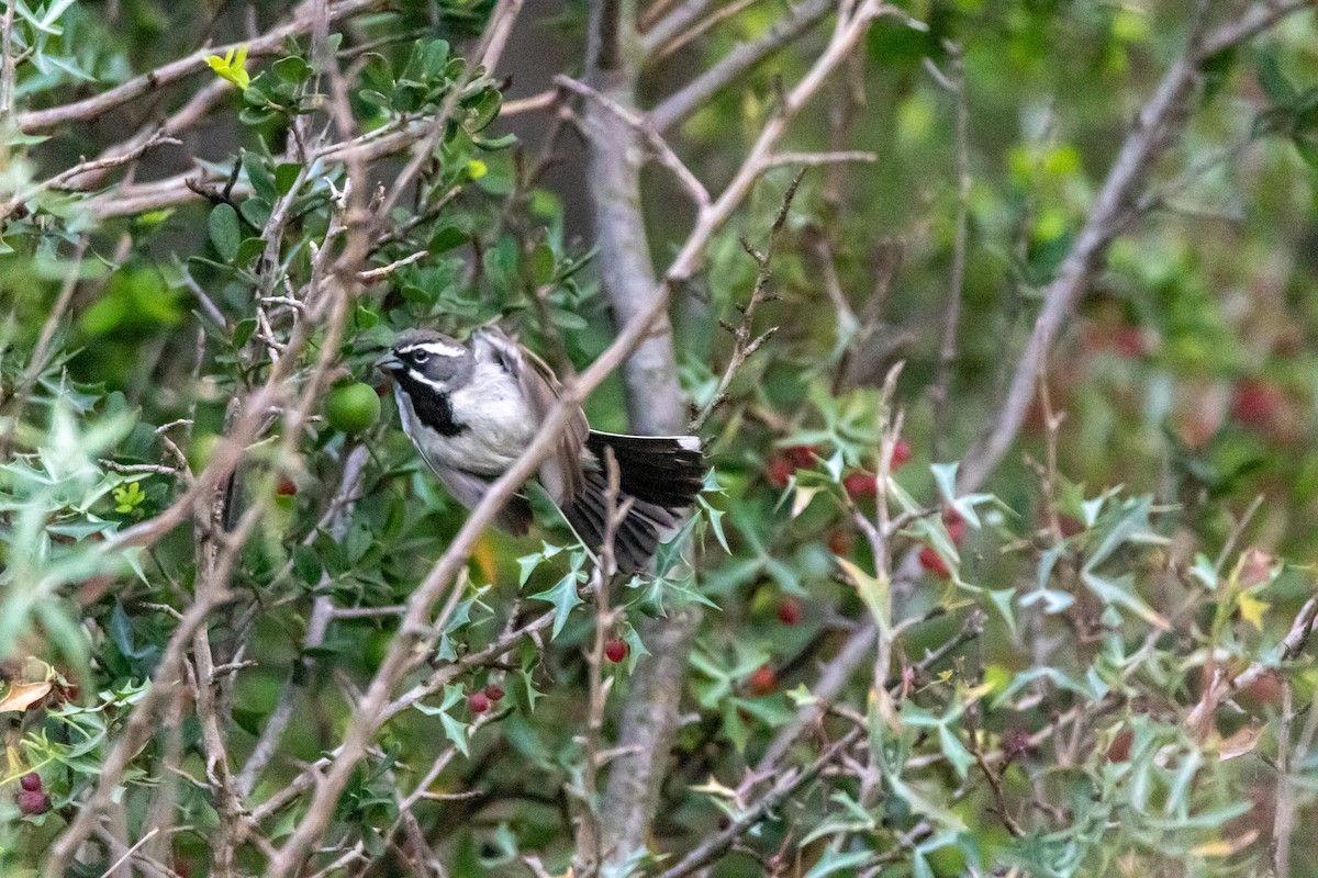 Black-throated Sparrow - ML620342081