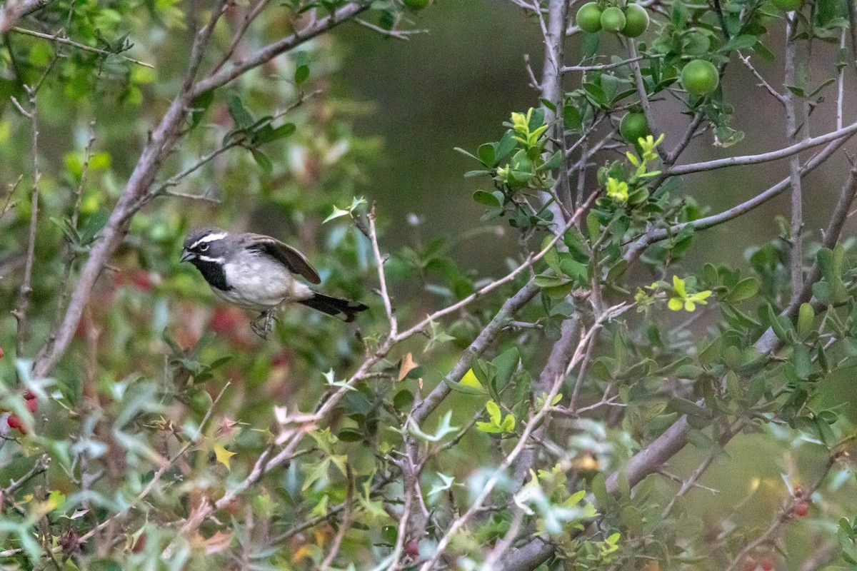 Black-throated Sparrow - ML620342082
