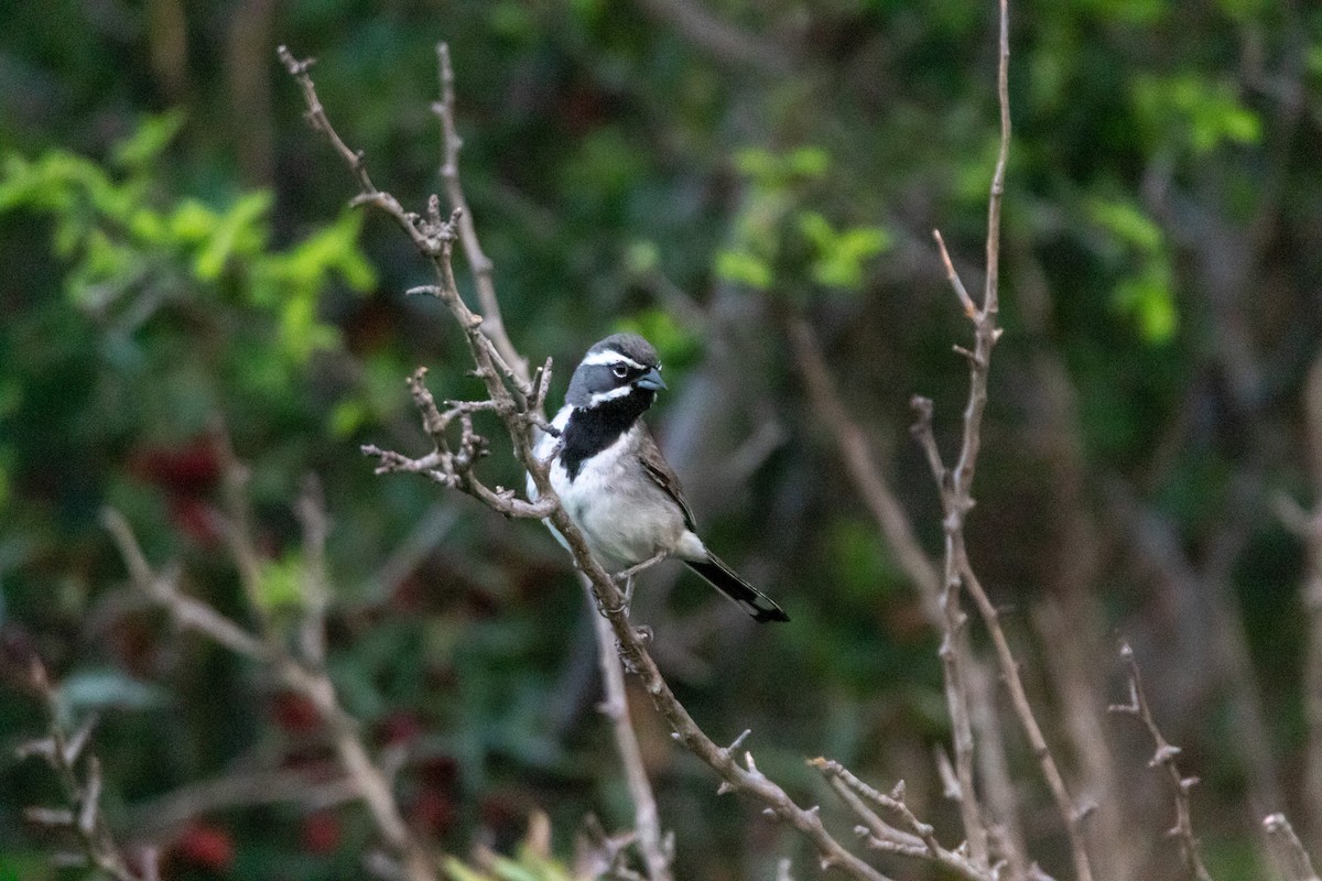 Black-throated Sparrow - ML620342083
