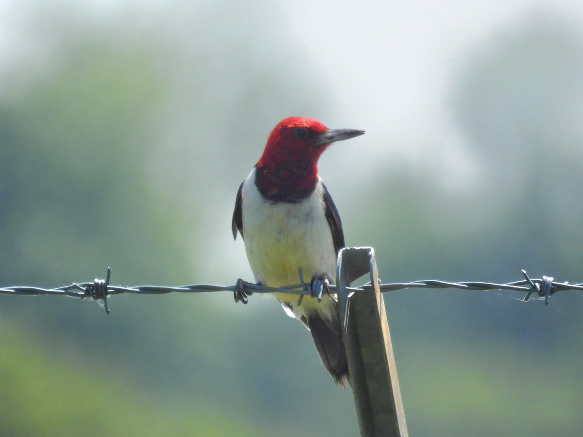 Red-headed Woodpecker - ML620342085