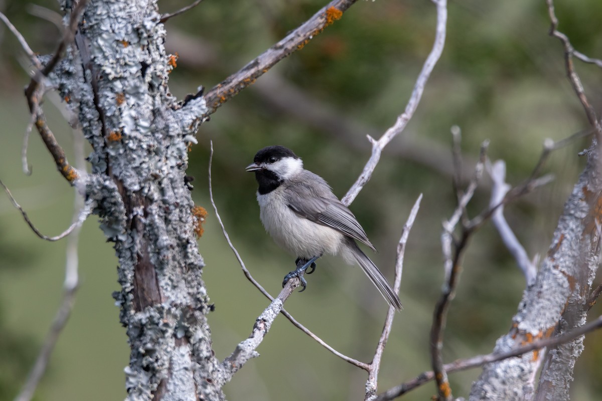 Carolina Chickadee - ML620342092