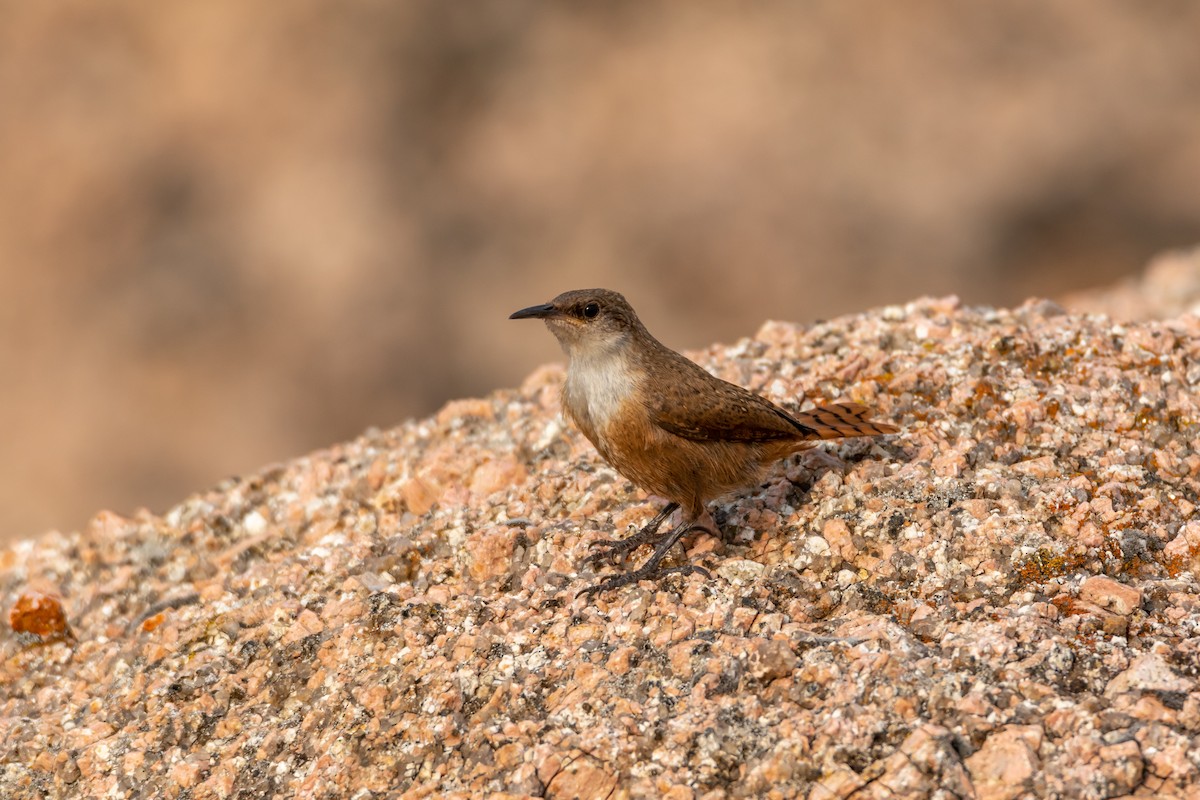 Canyon Wren - ML620342100