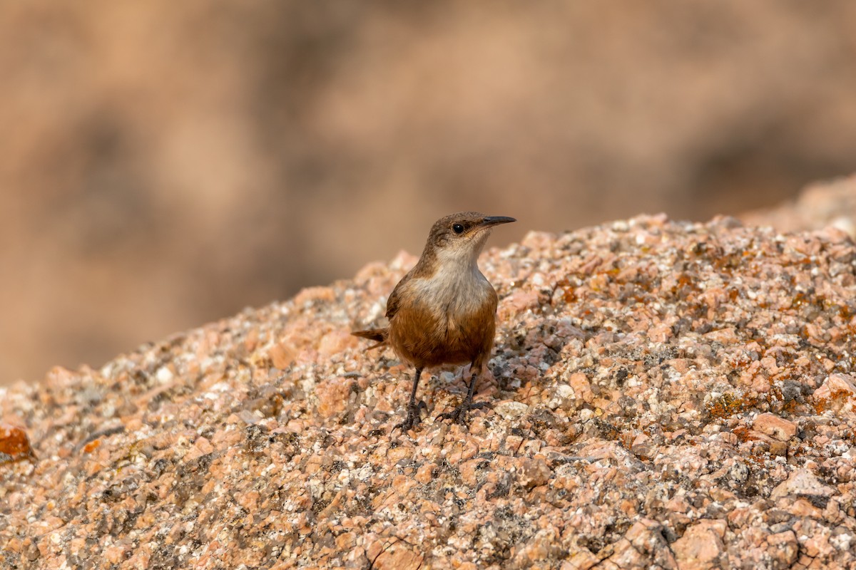 Canyon Wren - ML620342102