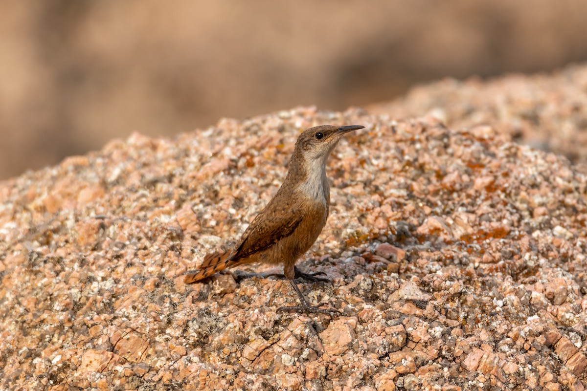 Canyon Wren - Jesse Huth