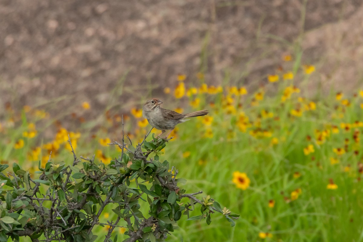 Canyon Towhee - ML620342106