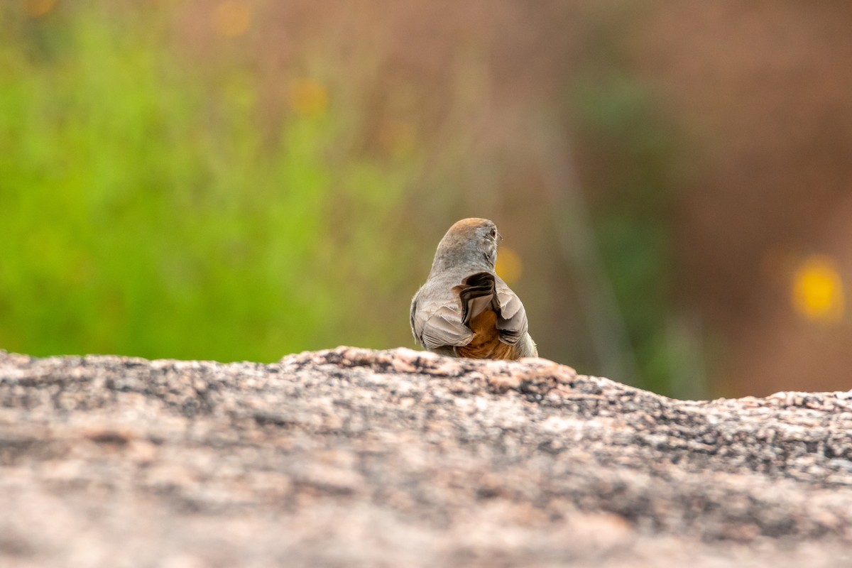 Canyon Towhee - ML620342107