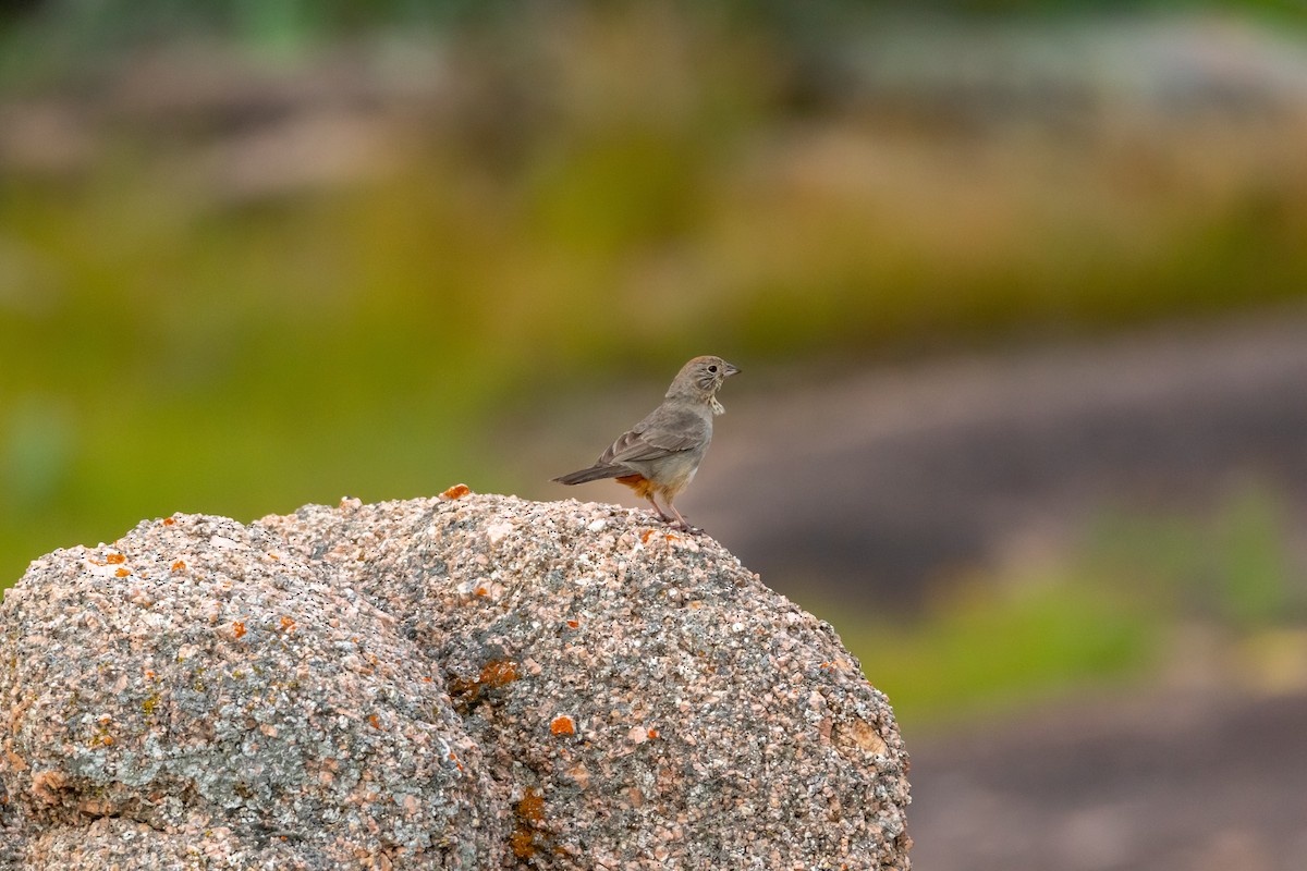 Canyon Towhee - ML620342108