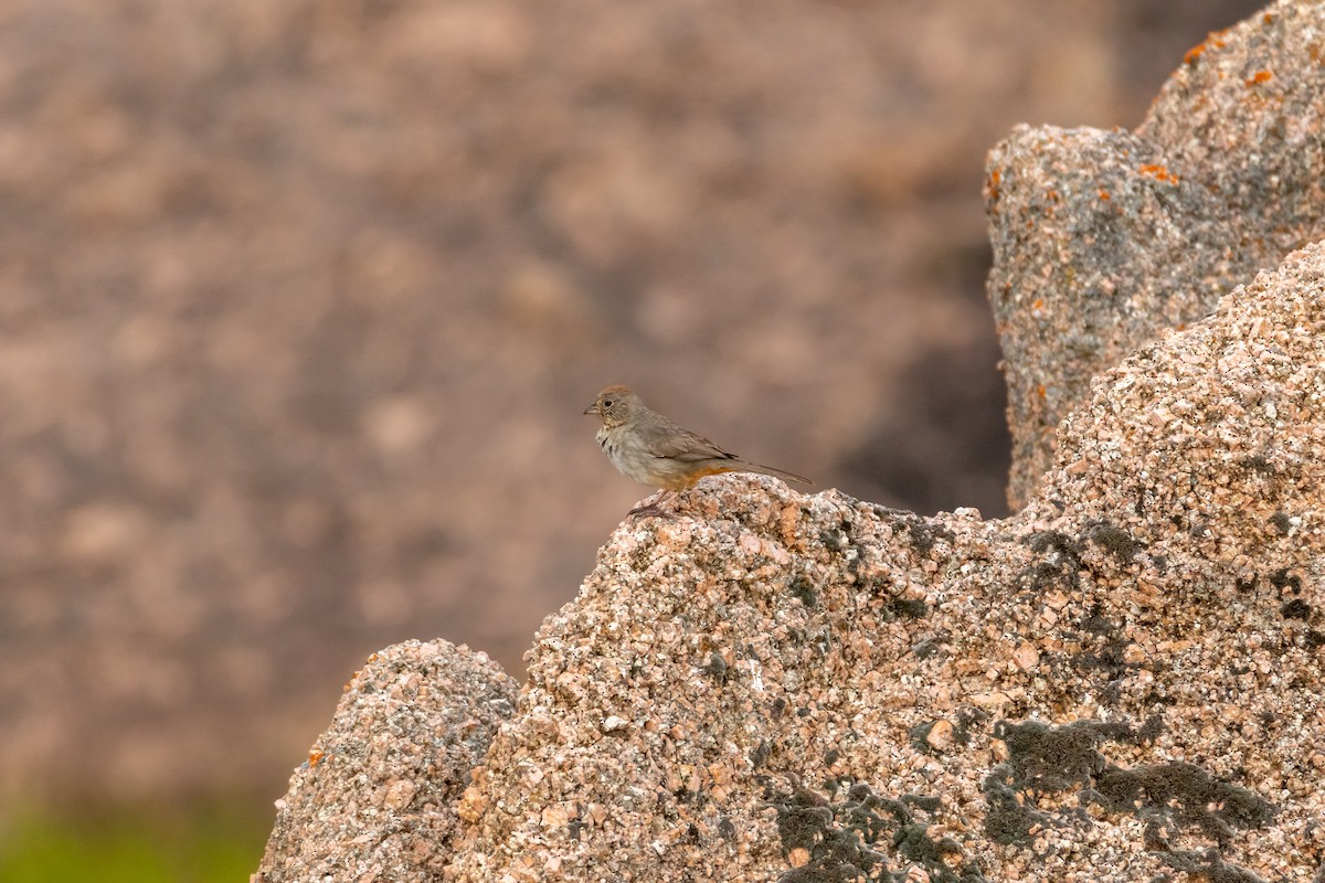 Canyon Towhee - ML620342110