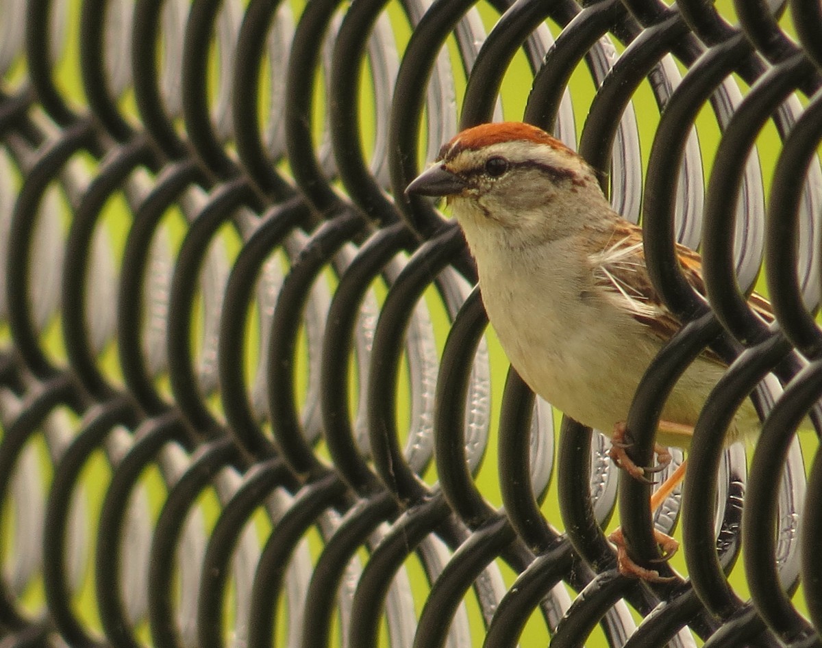 Chipping Sparrow - ML620342114