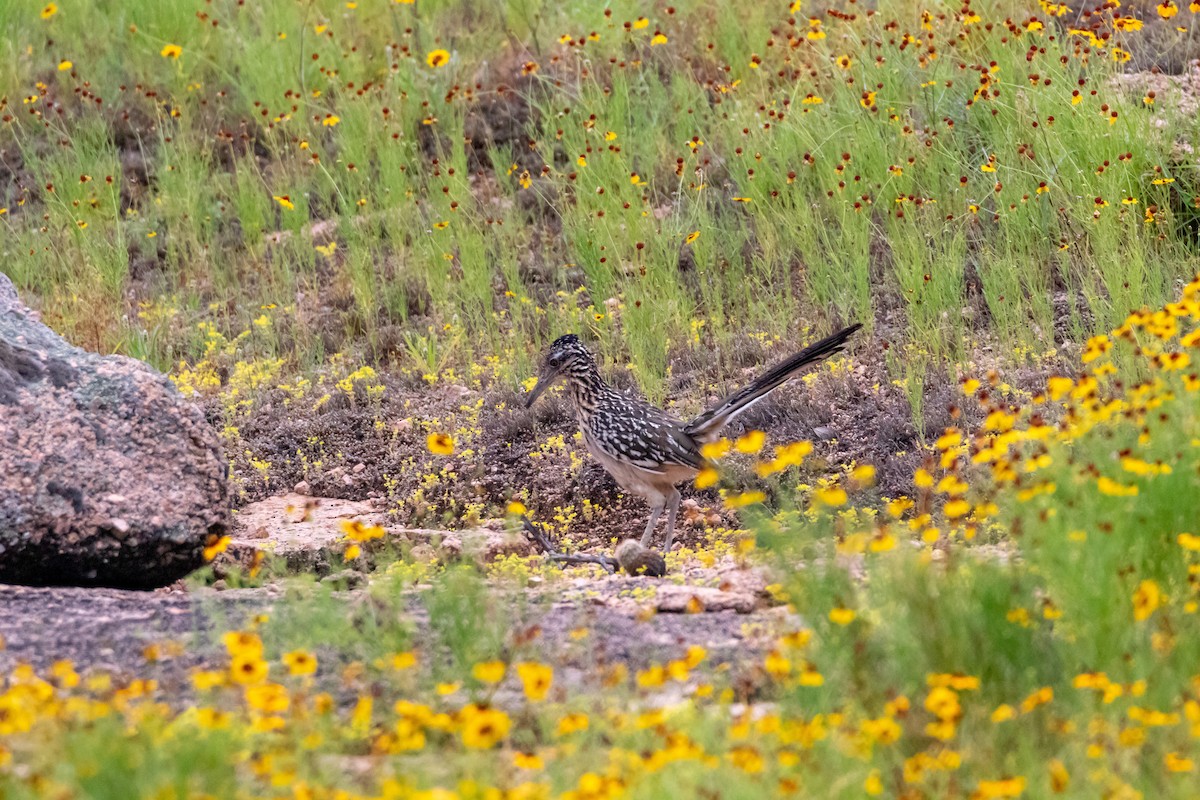 Greater Roadrunner - ML620342115