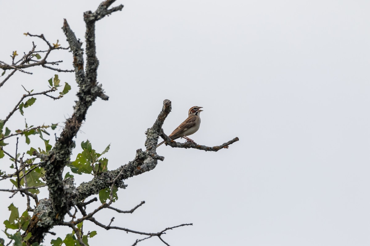 Lark Sparrow - ML620342119