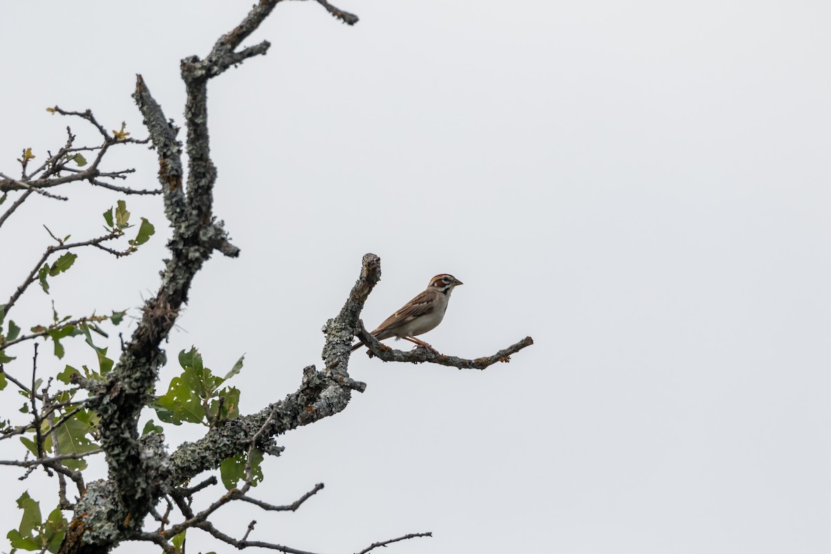 Bruant à joues marron - ML620342120