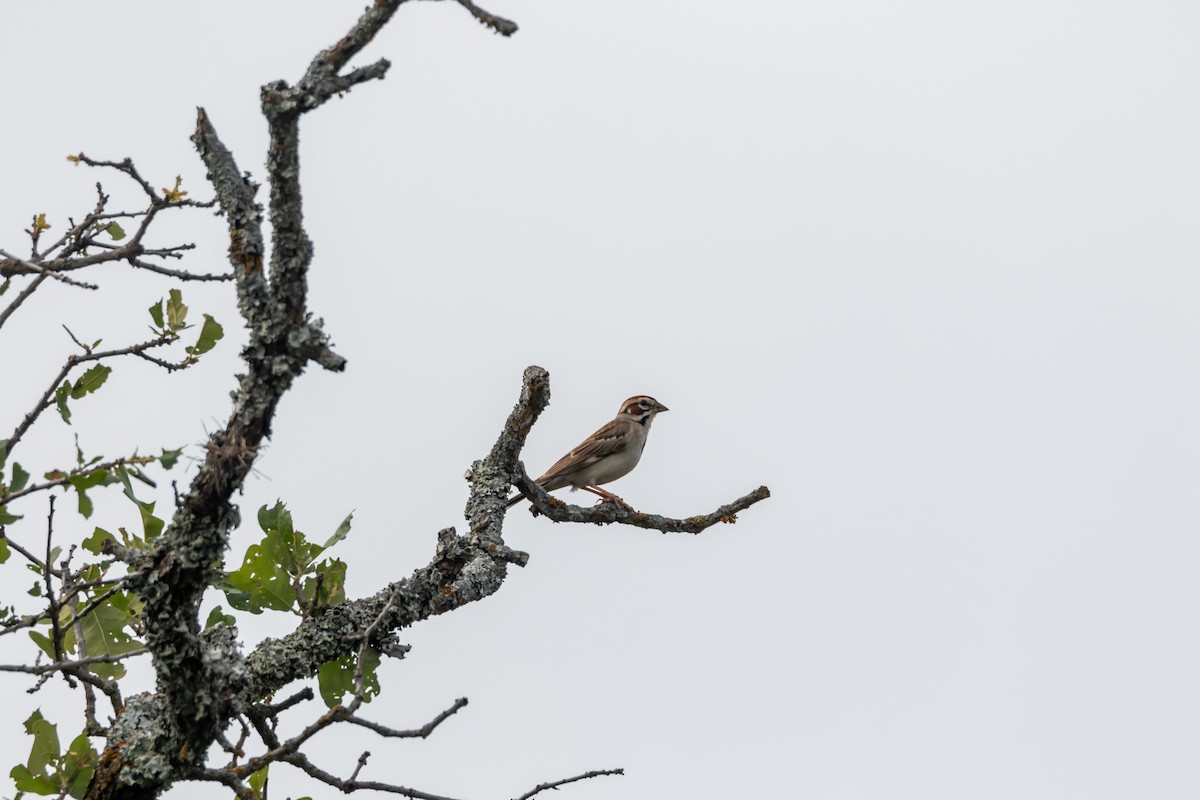 Lark Sparrow - ML620342120