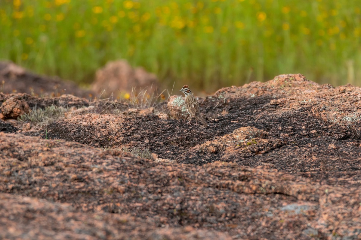 Lark Sparrow - ML620342121