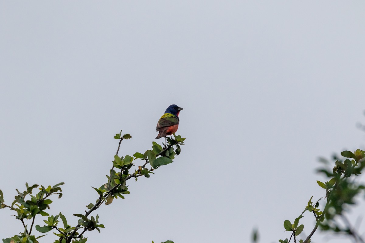 Painted Bunting - ML620342126