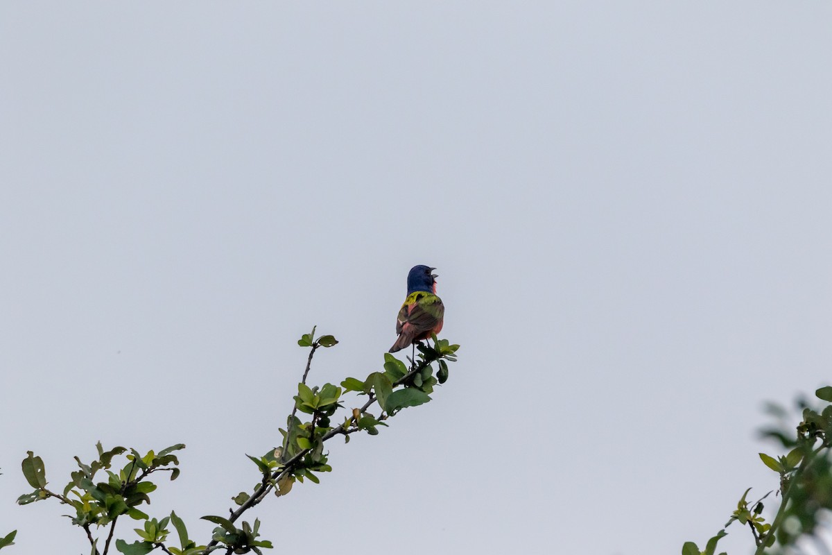 Painted Bunting - ML620342127