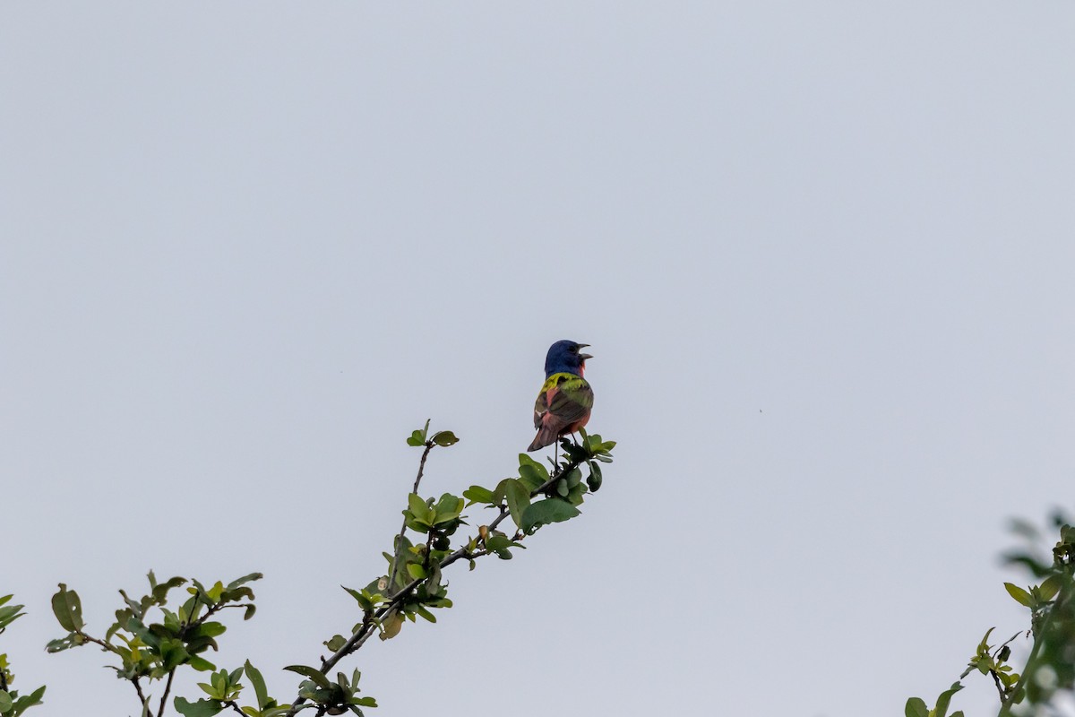 Painted Bunting - ML620342128