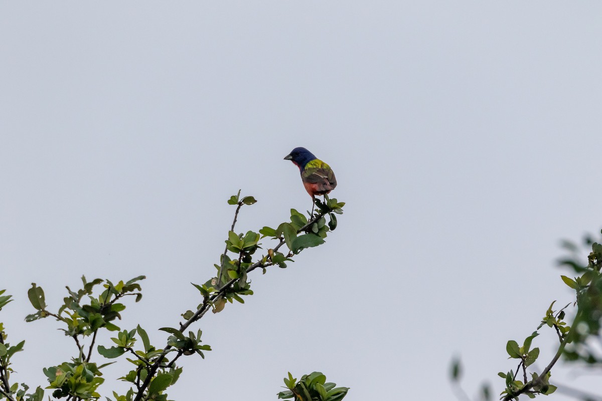Painted Bunting - ML620342129