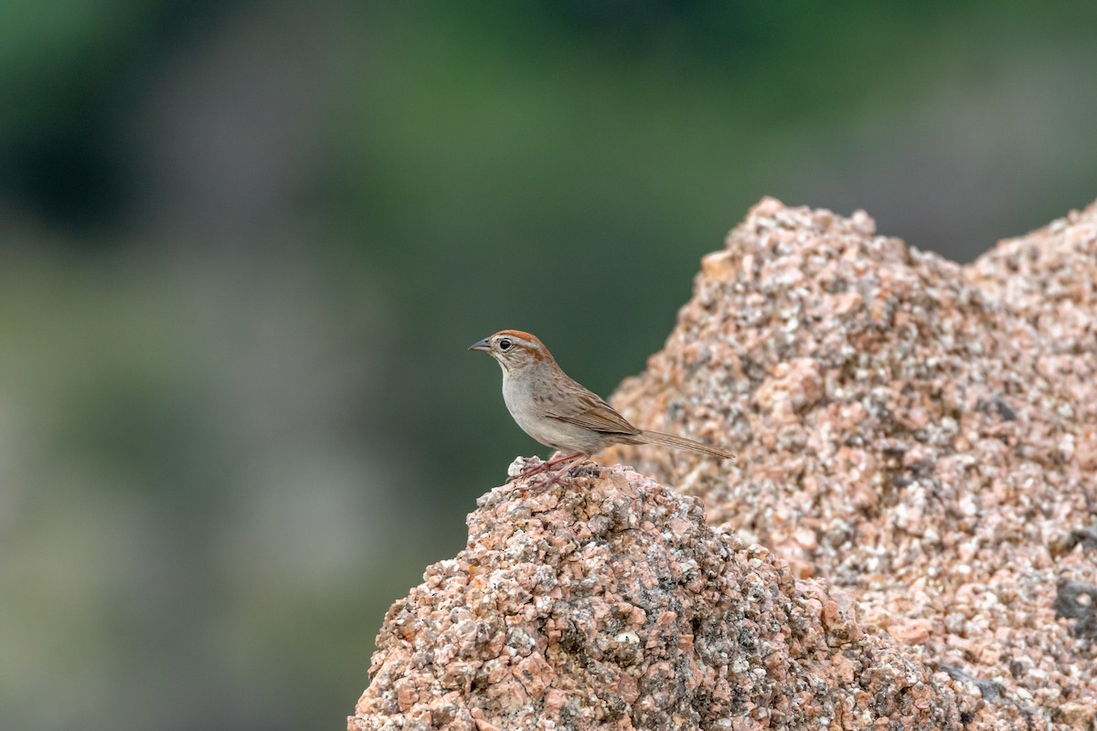 Rufous-crowned Sparrow - ML620342134