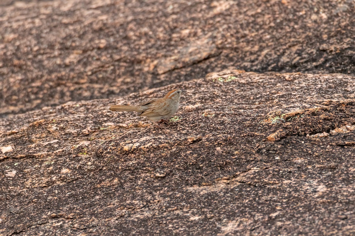 Rufous-crowned Sparrow - ML620342135