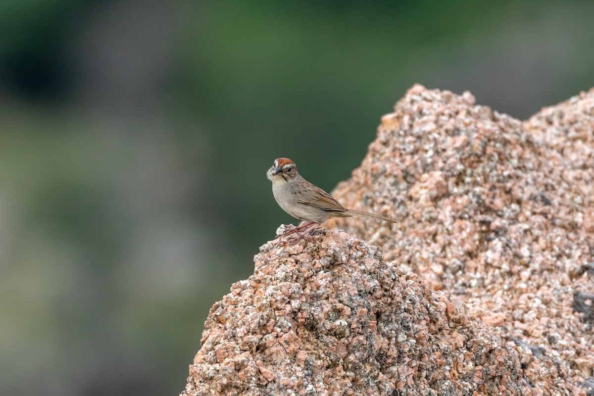 Rufous-crowned Sparrow - ML620342136