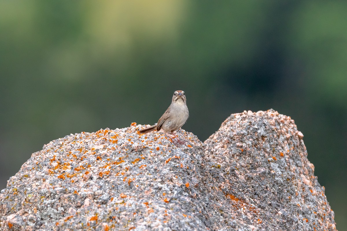 Rufous-crowned Sparrow - ML620342138