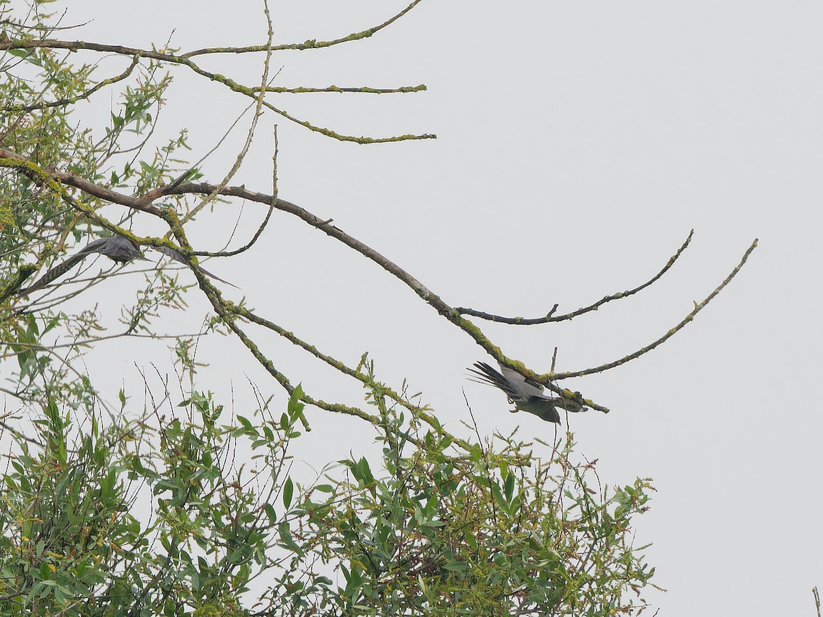 Common Cuckoo - ML620342144