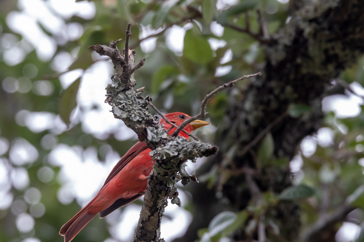 Summer Tanager - Jesse Huth