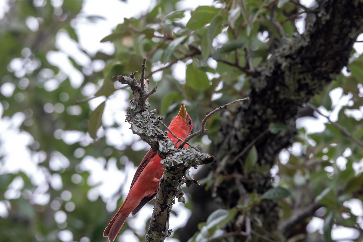 Summer Tanager - ML620342146