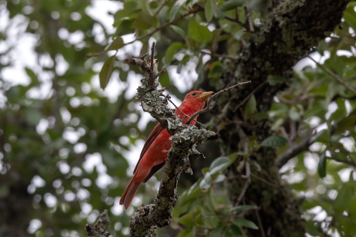 Summer Tanager - ML620342148