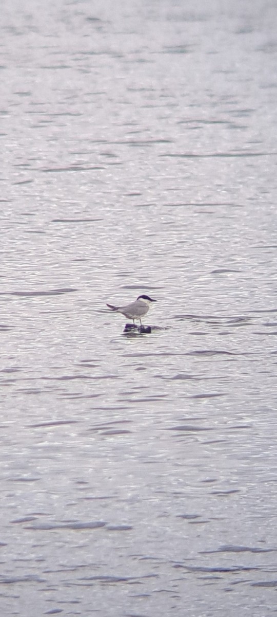 Gull-billed Tern - ML620342155