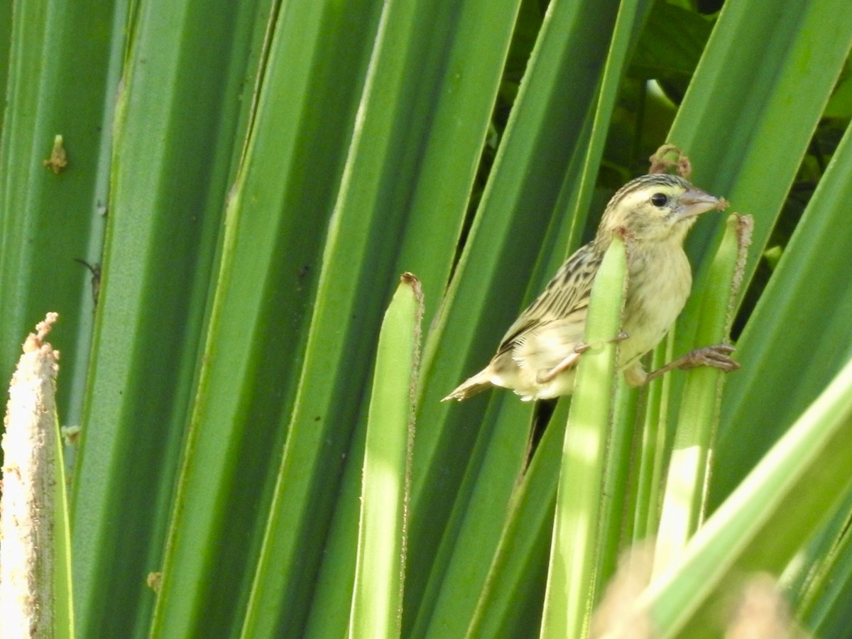 Zanzibar Red Bishop - ML620342167