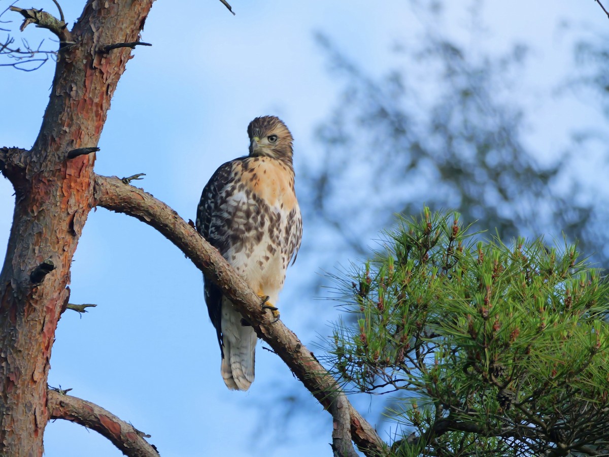 Red-tailed Hawk - ML620342174